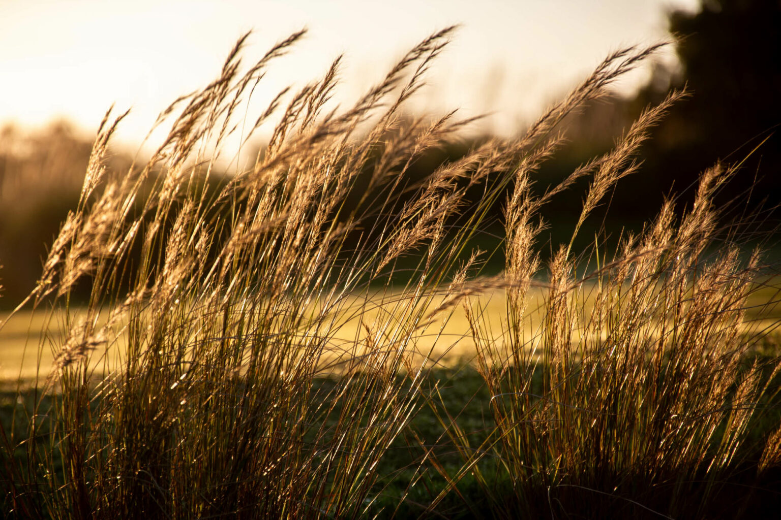 Gowrie Farm Lodge & Golf Course Details