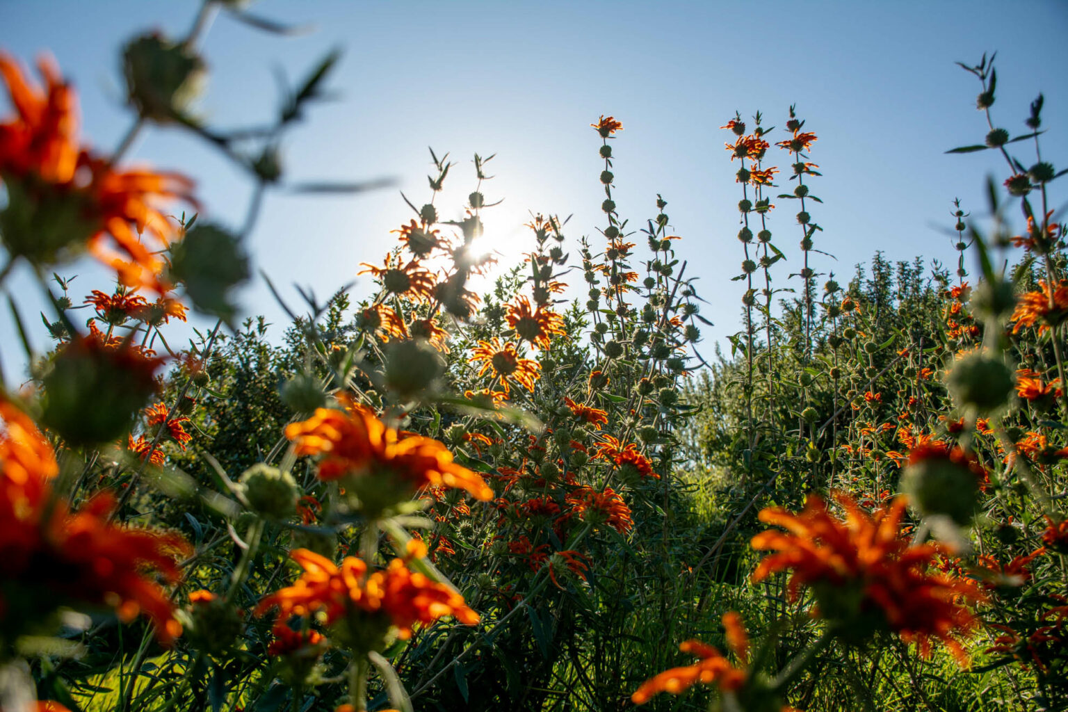 Gowrie Farm Lodge & Golf Course Details