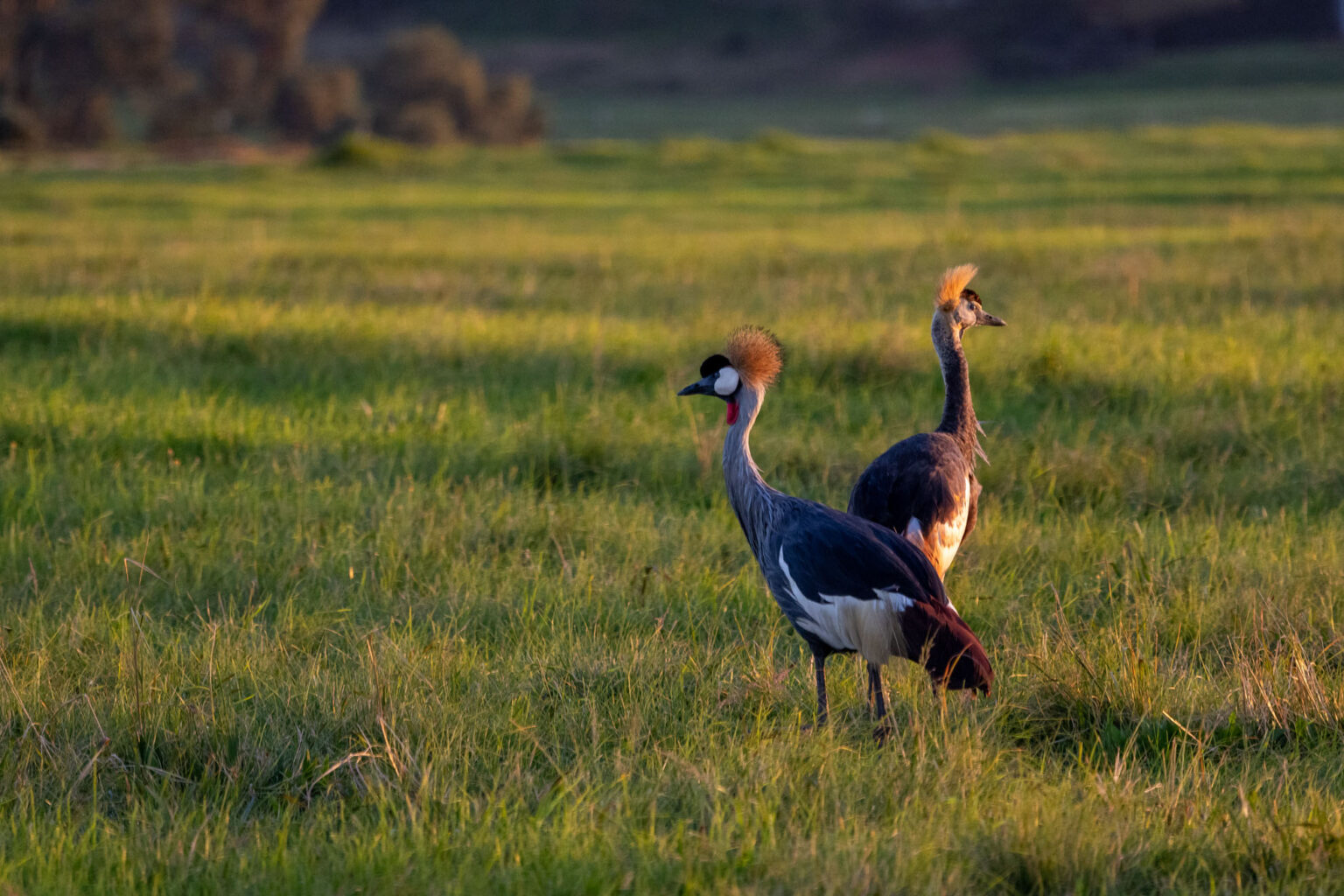 Gowrie Farm Lodge & Golf Course Golf