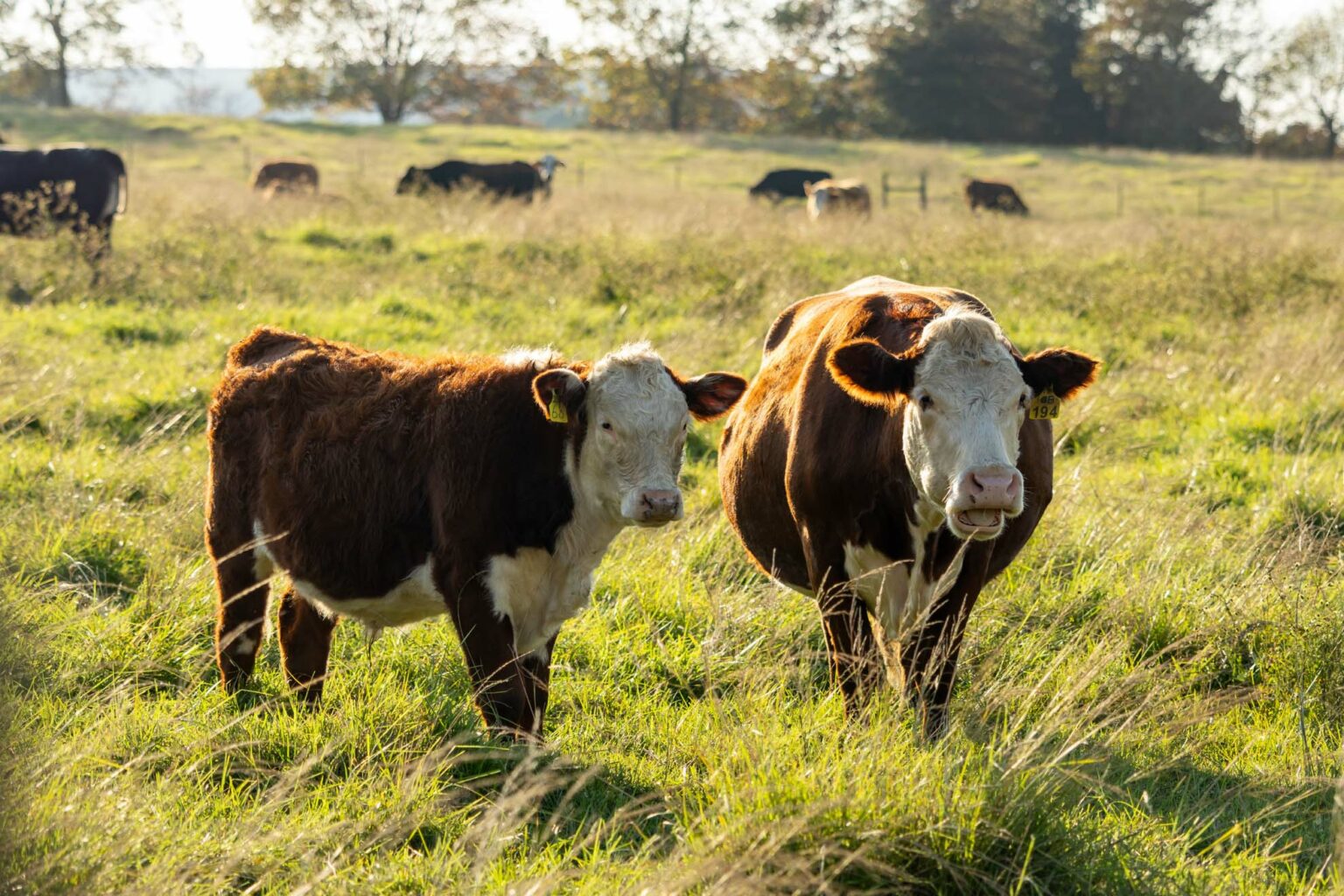 Gowrie Farm Lodge & Golf Course Golf