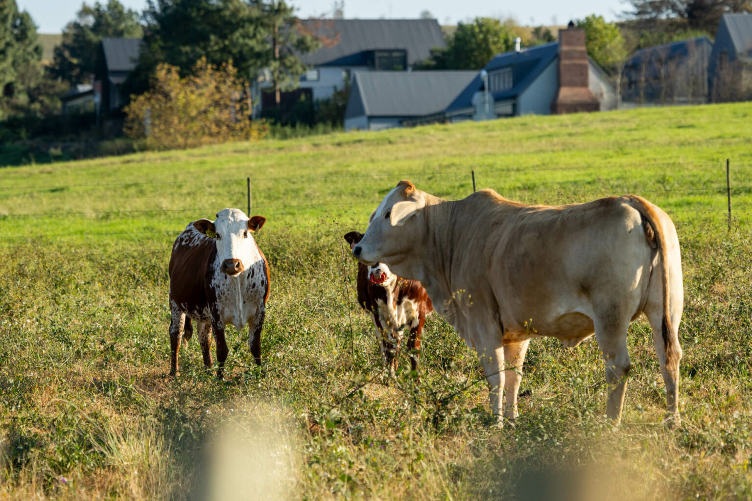 Gowrie Farm Lodge & Golf Course Golf